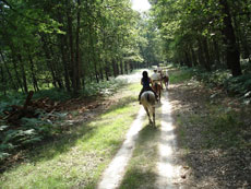 Châteaux de la Loire à cheval - La forêt solognote/RANDOCHEVAL