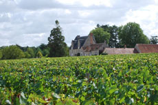 Châteaux de la Loire à cheval - Prieuré de la Chaise et son vignoble/RANDOCHEVAL