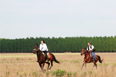 Hongrie : séjour équestre dans la Puszta - galop dans la plaine / Randocheval