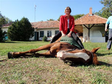 Hongrie : séjour équestre dans la Puszta - dressage des chevaux à l'hongroise / Randocheval