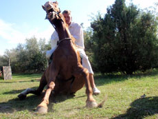 Hongrie : séjour équestre dans la Puszta - dressage à la manière hongroise / Randocheval