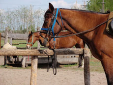 Hongrie : séjour équestre dans la Puszta - chevaux de selle hongrois / Randocheval