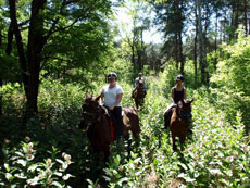 Hongrie : séjour équestre dans la Puszta - chemin en forêt / Randocheval