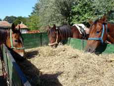 Hongrie : séjour équestre dans la Puszta - pause déjeuner des chevaux / Randocheval