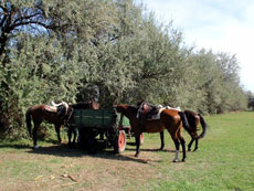 Hongrie : séjour équestre dans la Puszta - pause déjeuner pour les chevaux / Randocheval