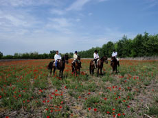 Hongrie : séjour équestre dans la Puszta au printemps / Randocheval
