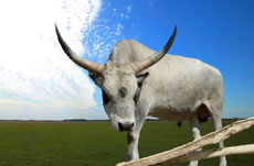 Hongrie : séjour équestre dans la Puszta - vaches grises, une très ancienne race hongroise / Randocheval