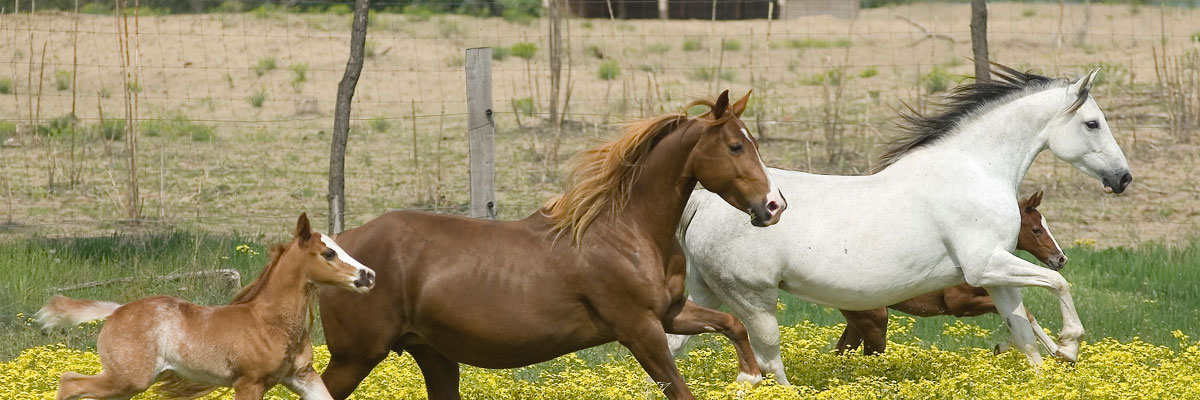 randonnee cheval hongrie