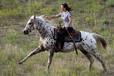 rando cheval western