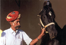 Horseback trail in India on Marwari horses - Randocheval - Absolu Voyages