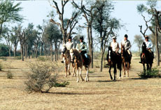 Horse riding holidays in Rajasthan (India) - Randocheval