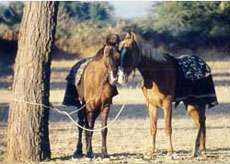 Le cheval Marwari est un cheval courageux, plein d'&eacute;nergie, qui saura vous faire savourer les nombreux galops de cette randonn&eacute;e - Randocheval