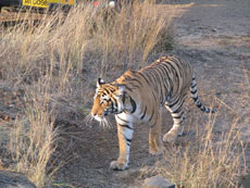 Horseback trail in India on Fairs - Randocheval