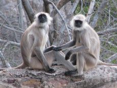 Safari - extension de séjour en Inde, au Rajhastan - Randocheval / Absolu Voyages