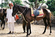 Horse riding trail in India on Marwari horse &ndash; Randocheval / Absolu Voyages