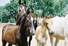 Cavalerie compos&eacute;e uniquement de chevaux pur sang indiens : les Marwari - Randocheval
