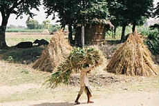 Randonn&eacute;e &eacute;questre en Inde avec Randocheval - Randocheval / Absolu Voyages