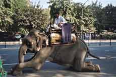 Horseback trail in India on Fairs - Randocheval