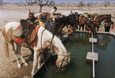 Safari &eacute;questre sur chevaux Marwari au Rajasthan - Randocheval