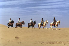 Horseback trail in India on Marwari horses - Randocheval - Absolu Voyages