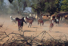 Chevaux Marwari en Inde - Randocheval