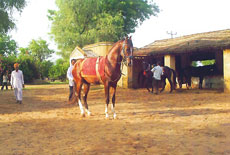 Horseback trail in India on Fairs - Randocheval