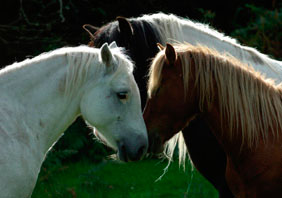 Galway Chevaux Irlandais - RANDOCHEVAL
