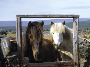 Randocheval - Randonnée à cheval en Islande