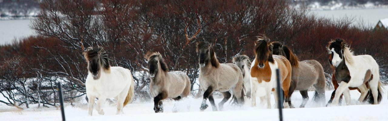 randonnee cheval hiver