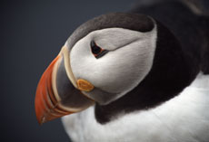 Extension en Islande - Macareux, oiseaux habitants dans les iles d'Europe du Nord - Rando Cheval / Absolu Voyages