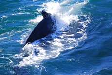 Discover our Extensions in Iceland ! - Randocheval