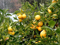 Citrons de Sicile - RANDOCHEVAL