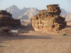 Horse riding in Jordan - Discover Wadi Rum - Randocheval