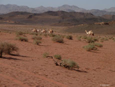 Horse riding in Jordan - Discover Wadi Rum - Randocheval