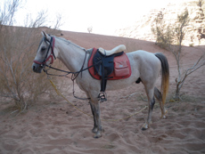 Profil typique du cheval de Pur Sang Arabe - RANDOCHEVAL