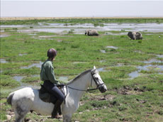 Safar à cheval dans la célèbre réserve d'Amboseli - randocheval / Absolu Voyages