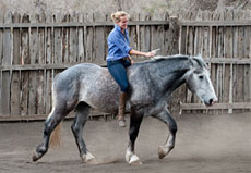Cavalerie fiable parfaitement éduquée pour vous offrir de belles rencontres avec la faune sauvage en toute sécurité - RandoCheval