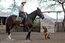 Sellerie de type anglais, quelques selles plus creuses sont disponibles pour les cavaleirs western