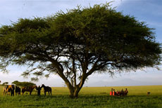 Pique-nique à l'ombre d'un grand acacia, apporté par notre véhicule logistique - randocheval / Absolu Voyages