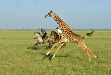 Safari &agrave; cheval dans le Parc National d'Amboseli - Randocheval
