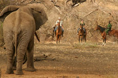 Safari équestre palpitant en territoire Big Five - Kenya