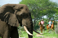 Rencontre avec les nombreuses populations d'éléphant sur ce safari excceptionnel - Absolu Voyage / Randocheval