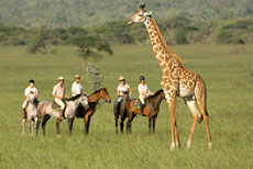 Safari équestre dans le parc d'Amboseli