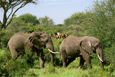 Safari à cheval dans les forêt d'acacia - RANDOCHEVAL