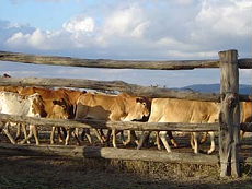 Horse trekking safari in Kenya