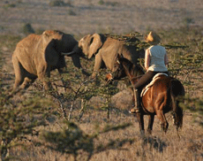 Safari &eacute;questre au Kenya - &agrave; cheval face aux &eacute;l&eacute;phants - Rando Cheval / Absolu Voyages