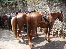 Randonn&eacute;e &eacute;questre pour les juniors dans le Lot - Randocheval