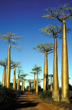 Randonn&eacute;e &eacute;questre &agrave; Madagascar - Randocheval