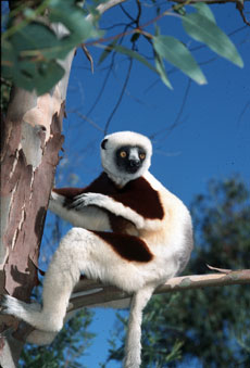 Randonn&eacute;e &eacute;questre &agrave; Madagascar - Randocheval