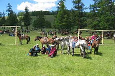 F&ecirc;te du Naadam dans un village en Mongolie. Pr&eacute;paration &agrave; la course de chevaux. / Randocheval - Absolu Voyages